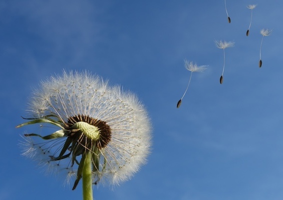 dandelion-463928 565x400