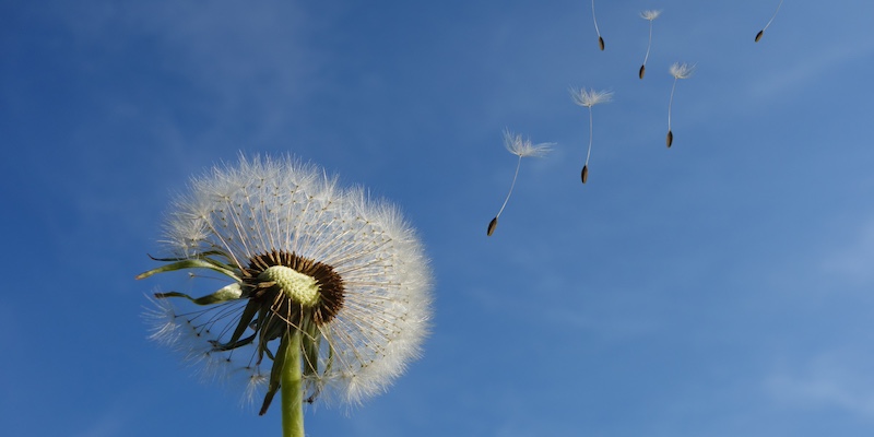 dandelion-463928 800x400